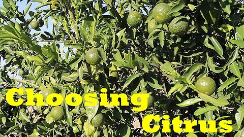 Grow These Varieties for an AMAZING Citrus Harvest!