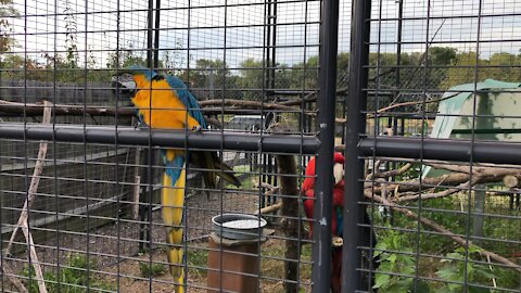 Two Macaws in Leesburg