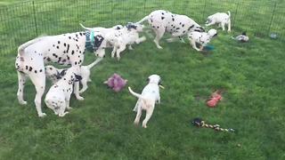 Mamma Dalmatian shows pups how to play fetch