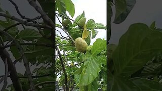 Exotic Fruit|Herbal #trending #videos #fypシ #shortsvideo #reels #youtubeshorts #youtube