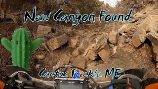 New Canyon Found - Cactus Prickle ME