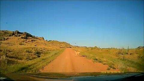 Dash Cam: Of Pronghorns & Deathwish Deer