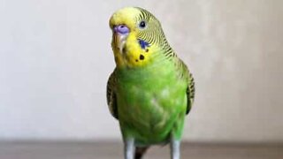Parakeet meticulously cleans owner's ear