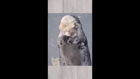 Otter hugs are a real thing?!