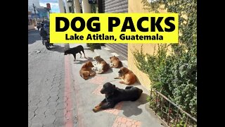 Lake Atitlan Dog Pack Barking