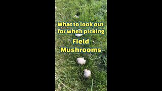 What to look out for when foraging for field mushrooms
