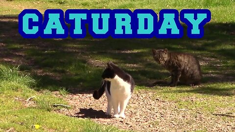 CATURDAY! Fifi, Bob, & Grumpy Enjoying A Fine Day. Box Of Generosity