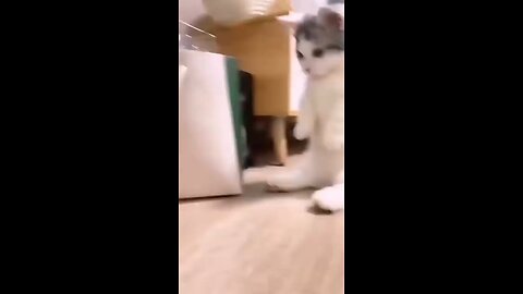 cat funnyvideo