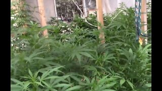 Flowering Cannabis Using Light Deprivation Week Three