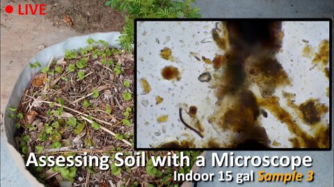 Live Soil Microscopy! Assessing Indoor Soil SAMPLE 3! Added Mycorrhizal!