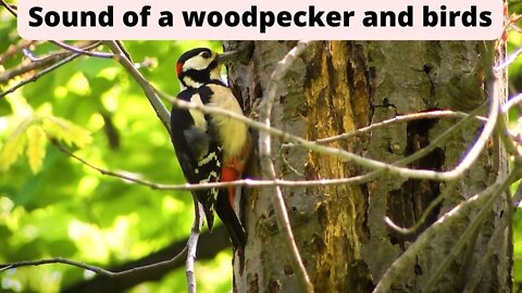 SOUND OF A WOODPECKER AND BIRDS
