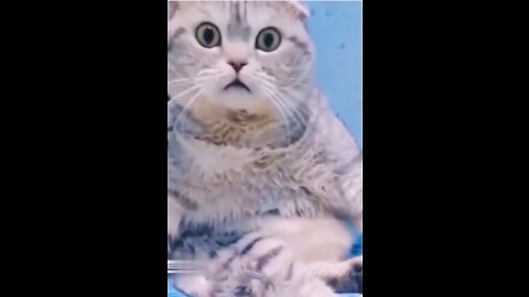 It's Amaiging! Cute Cat Funny Video .Watch and enjoy 2022.