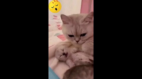 cat videos cutest 😍 💖 very nice 👌