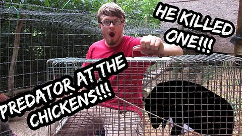 Trapping a Chicken KILLER!!! - (Surprising Predator)