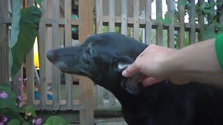 Tennessee Holler: Southern Man Walks Miss Violet the Dog on Farm in 4K She Yelped and Got Hurt!