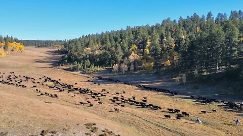 15 Mile Cattle Drive Through the Black Hills