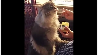 Maine Coon kitten loves eating baby food