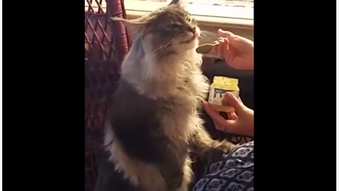 Maine Coon kitten loves eating baby food