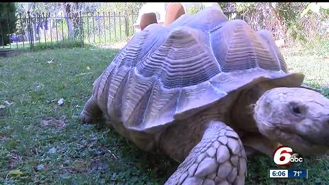 Pet tortoise shot and killed in Zionsville