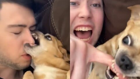 Angry - Funny Dogs And Cats of TikTok 😮 - angry Pets videos 😱