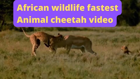 African wildlife fastest Animal cheetah video