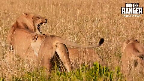 Lion Pride Get Aggressive With Young Nomad | Lalashe Maasai Mara Safari