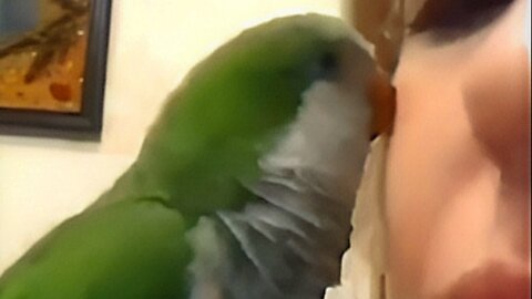 Parrot Gives Woman A Kiss