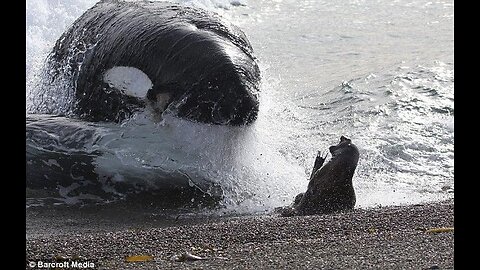 Seal narrowly escapes killer whales in Kamchatka, Russia
