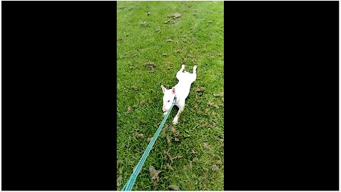 Exhausted bull terrier refuses to walk anymore