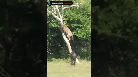 Warthog attack on leopard