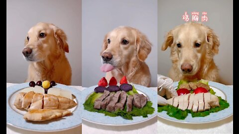 Watching Golden Retriever eating food can cure poor appetite, really delicious !