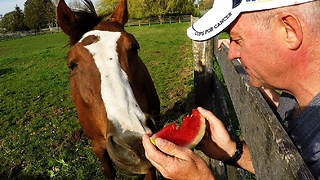 Horse Strongly Favors Head Of Lettuce Over Watermelon