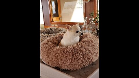 Bedsure Calming Dog Beds for Small Medium Large Dogs - Round Donut Washable Dog Bed, Anti-Slip...