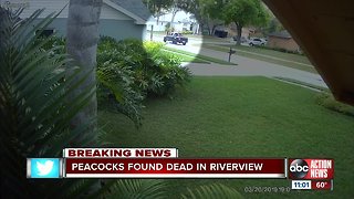Peacocks found dead in Riverview neighborhood