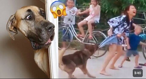 Funniest Videos 2024 Dogs Part 19 Funny Cats and Dogs