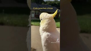 Cute chirps #cutepets #parrot #shorts #cockatoo #birdshorts #amazinganimals #peachesthecockatoo
