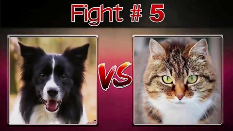 Cat and dog war
