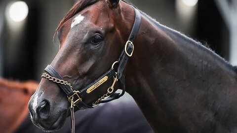 Forte (+300) The Favorite To Win The Kentucky Derby