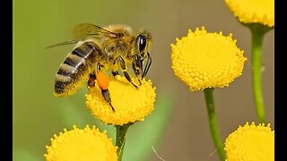 To Bee - or Not To Bee? Amazing Fun Facts about Bees