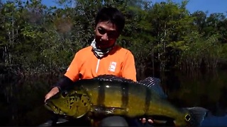 Jumbo Peacock Bass fishing in Colombia