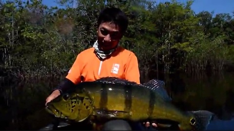 Jumbo Peacock Bass fishing in Colombia