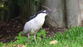 Black-crowned Night Heron Collecting Nesting Material