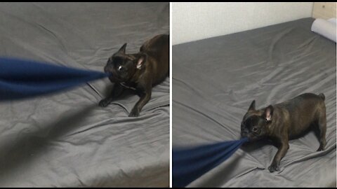French Bulldog Blanket Tug Play