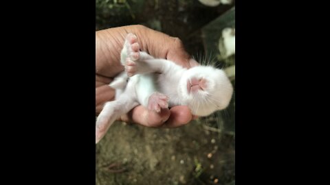 Rabbits just three weeks