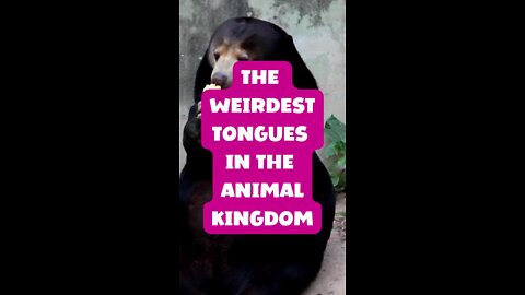 The Weirdest tongues in the animal kingdom