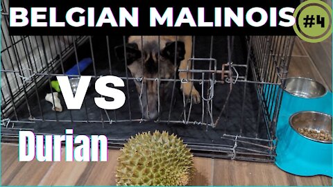 Belgian Malinois Vs durian fruit