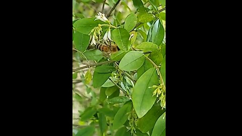 Food Forest For The Bees! Privet Hedge!