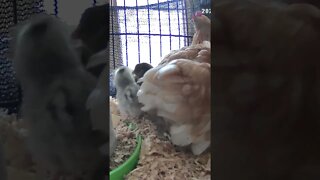 Baby chicks emerge from under mumma hen
