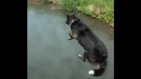 Good pup jumps in the water