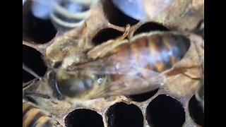 What Does a Queen Honeybee Look Like? Here You Go!